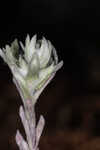 Bighead pygmycudweed